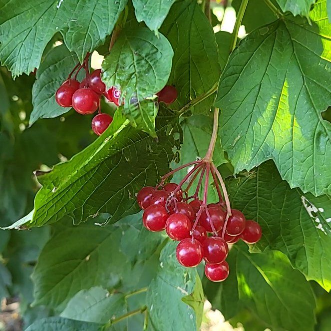 Photo of the plant species American Cranberrybush Viburnum by @WillTurmeric82 named Sol on Greg, the plant care app