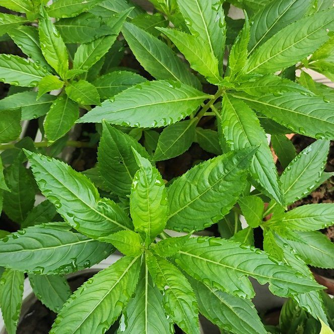 Photo of the plant species Balsam by @SleekKawaka25 named Orlando Bloom on Greg, the plant care app