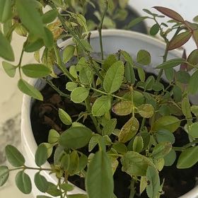 Photo of the plant species Small-Leaved Sweet Briar by @FirstMountain65 named Dolores on Greg, the plant care app