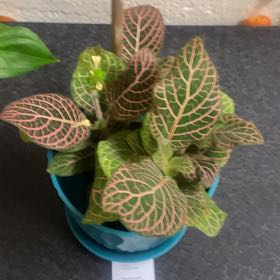 Photo of the plant species Red Vein Fittonia by @KookyBlusher78 named Naomi on Greg, the plant care app