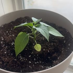 Photo of the plant species Hatch Chile by @BrotherBrushbox named Marilyn on Greg, the plant care app