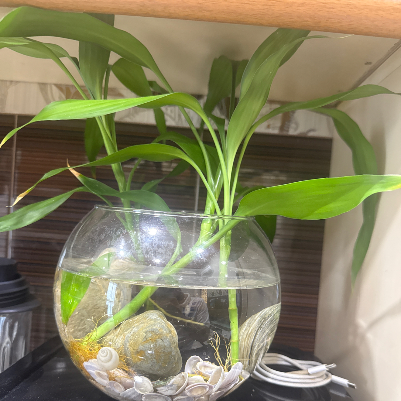 Photo of the plant species Calabash Tree by @HumbleCowslip25 named Leonardo on Greg, the plant care app
