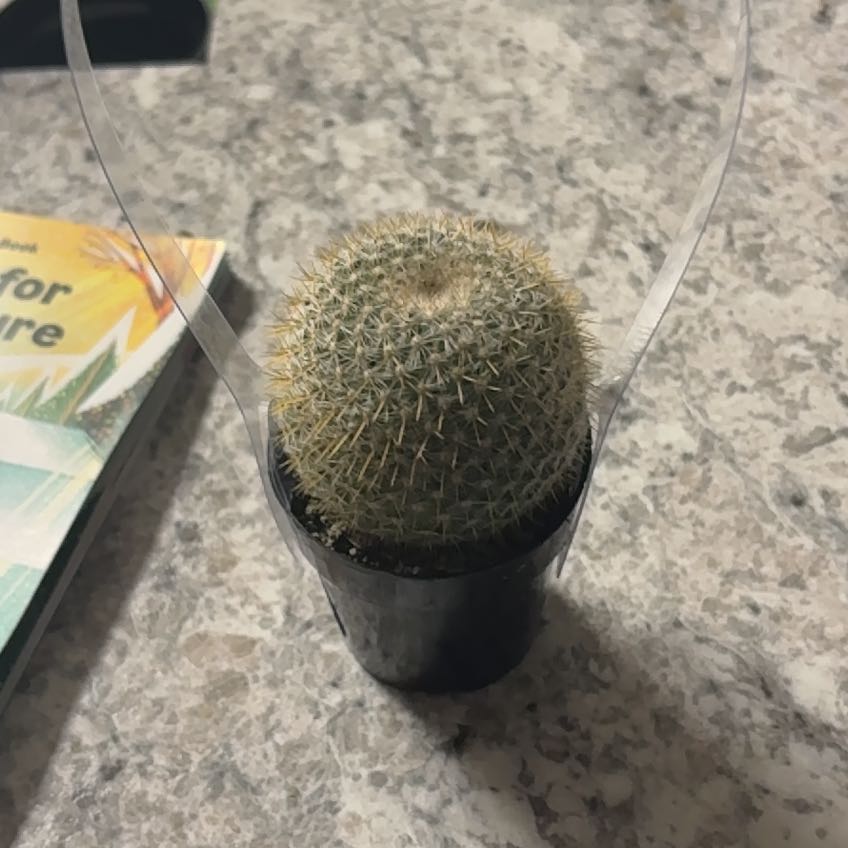 Photo of the plant species Golden Pincushion Cactus by @PoignantHemlock named Prince on Greg, the plant care app