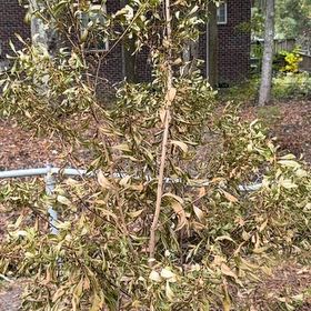 Photo of the plant species Wax Myrtle by @Alexmruiz92 named Aristotle on Greg, the plant care app