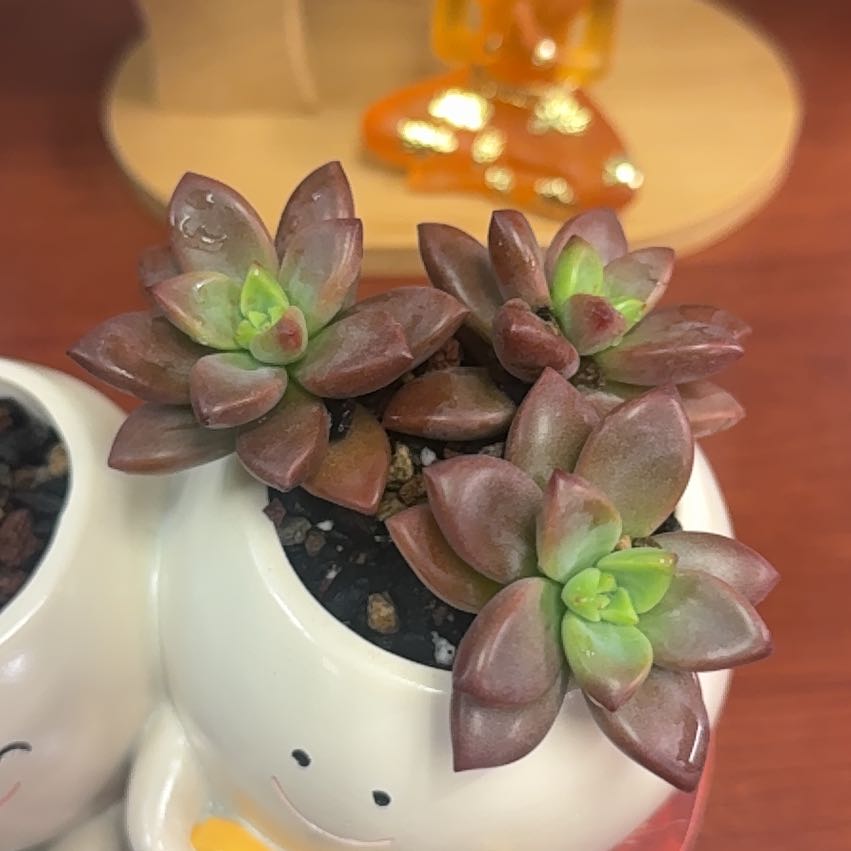 Photo of the plant species Succulent by @InventiveYuzu70 named da Vinci on Greg, the plant care app