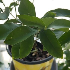 Photo of the plant species Harvey lemon Tree by @FunOrchid41 named Lola on Greg, the plant care app