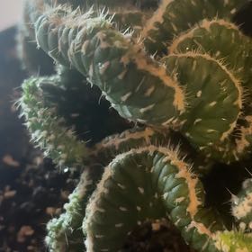Photo of the plant species Opuntia Cylindrica Crest by @TotalRedvein80 named Khaleesi on Greg, the plant care app
