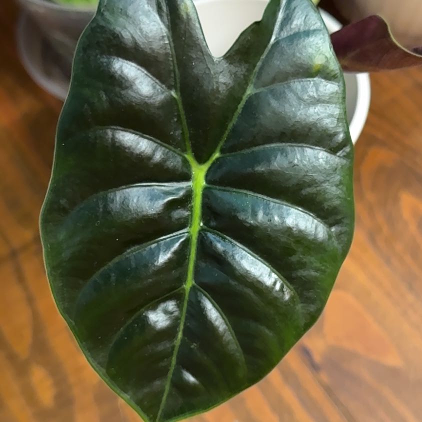 Photo of the plant species Alocasia Golden Bone by @BackupYuzu73 named ChloroPhil on Greg, the plant care app
