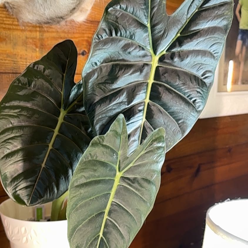 Photo of the plant species Alocasia Golden Bone by @BackupYuzu73 named Aristotle on Greg, the plant care app