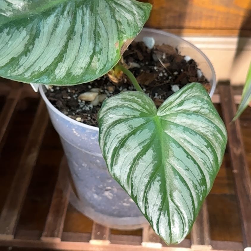 Photo of the plant species Philodendron plowmanii by @BackupYuzu73 named Luna on Greg, the plant care app