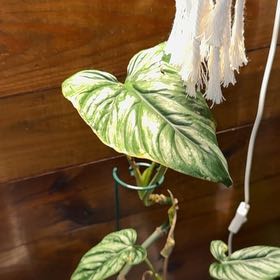 Photo of the plant species Philodendron plowmanii by @BackupYuzu73 named McKinley on Greg, the plant care app