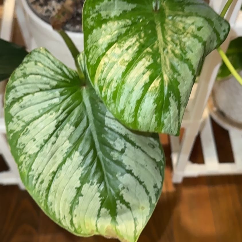 Photo of the plant species Philodendron plowmanii by @BackupYuzu73 named Muhammad Ali on Greg, the plant care app