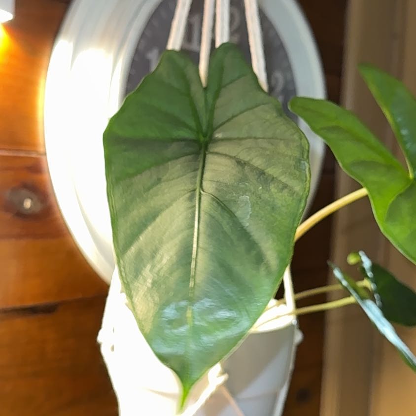 Photo of the plant species Alocasia by @BackupYuzu73 named Nithin on Greg, the plant care app