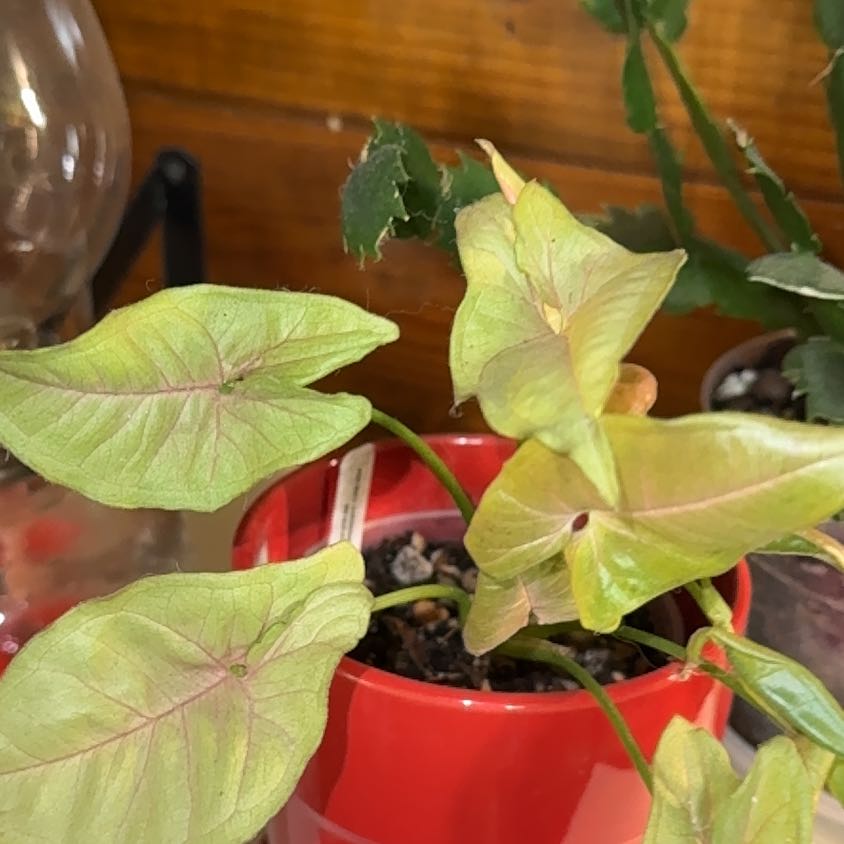Photo of the plant species Syngonium Strawberry Ice by @BackupYuzu73 named Fernie Mac on Greg, the plant care app