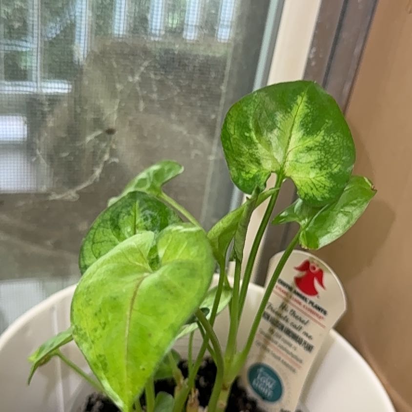 Photo of the plant species Syngonium 'Cream' by @BackupYuzu73 named Kardashian on Greg, the plant care app