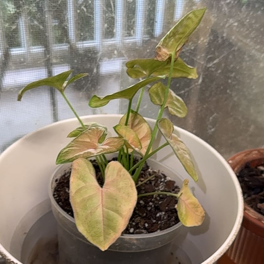 Photo of the plant species Syngonium Pink Allision by @BackupYuzu73 named Eva on Greg, the plant care app