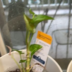 Photo of the plant species Syngonium Pink Allision by @BackupYuzu73 named Treeyoncé on Greg, the plant care app