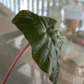 Photo of the plant species Alocasia Yucatan Princess by @BackupYuzu73 named Delilah on Greg, the plant care app