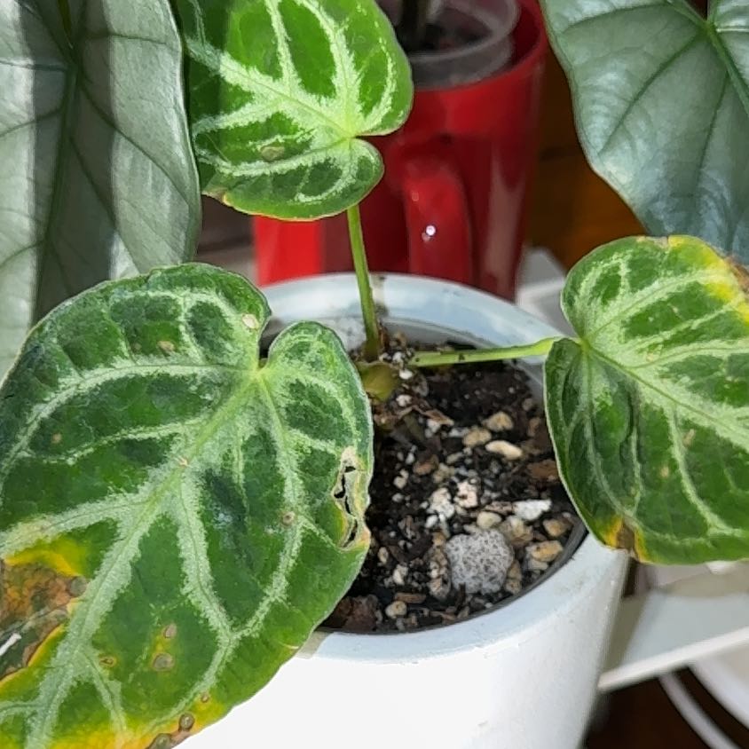 Photo of the plant species Silver Blush by @BackupYuzu73 named Ronaldo on Greg, the plant care app