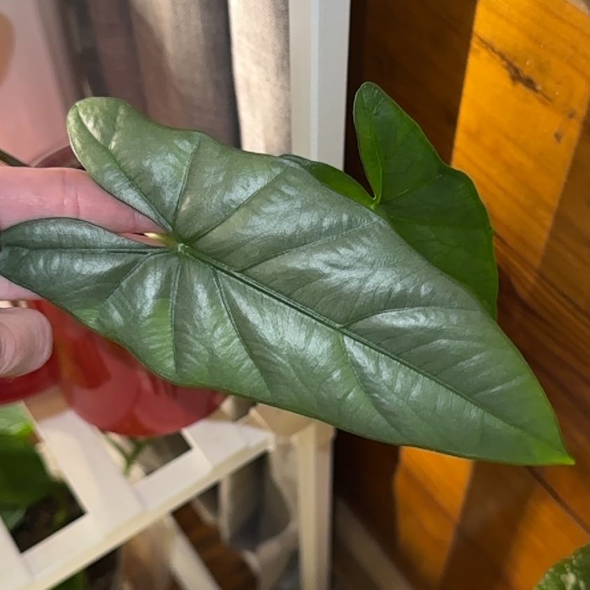 Photo of the plant species Alocasia by @BackupYuzu73 named Sproutacus on Greg, the plant care app