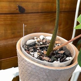 Photo of the plant species Alocasia by @BackupYuzu73 named Drake on Greg, the plant care app