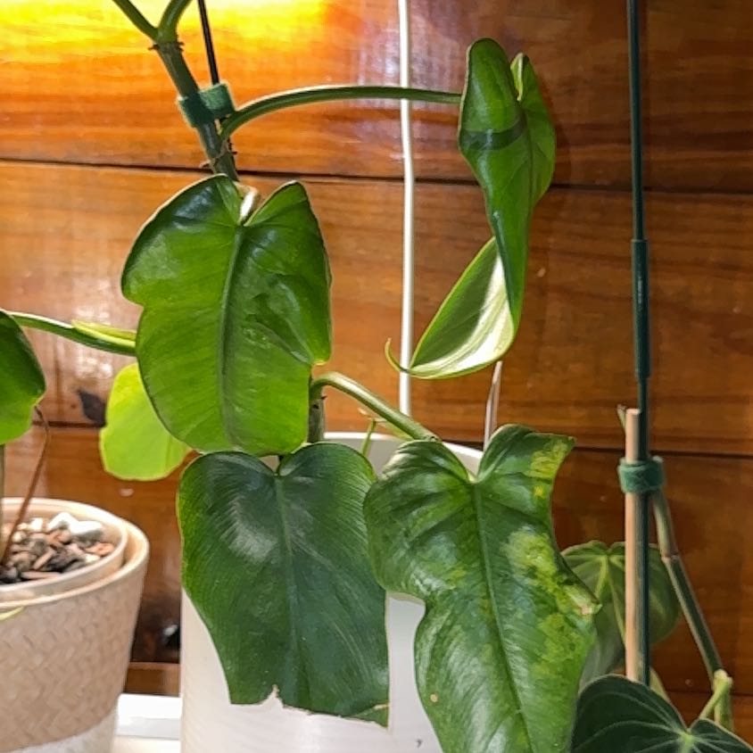 Photo of the plant species Philodendron Gold Violin by @BackupYuzu73 named Khaleesi on Greg, the plant care app