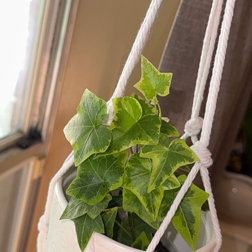 Photo of the plant species English Ivy 'Goldchild' by @BackupYuzu73 named Sherlock on Greg, the plant care app