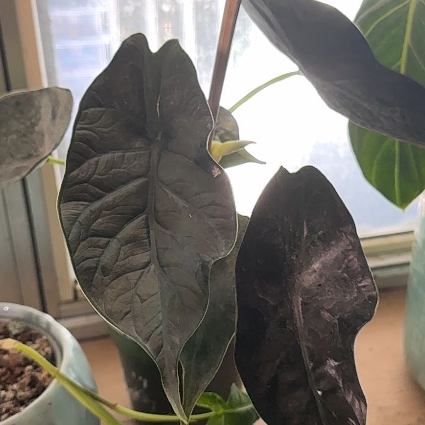 Photo of the plant species Green Unicorn by @BackupYuzu73 named Tree Diddy on Greg, the plant care app