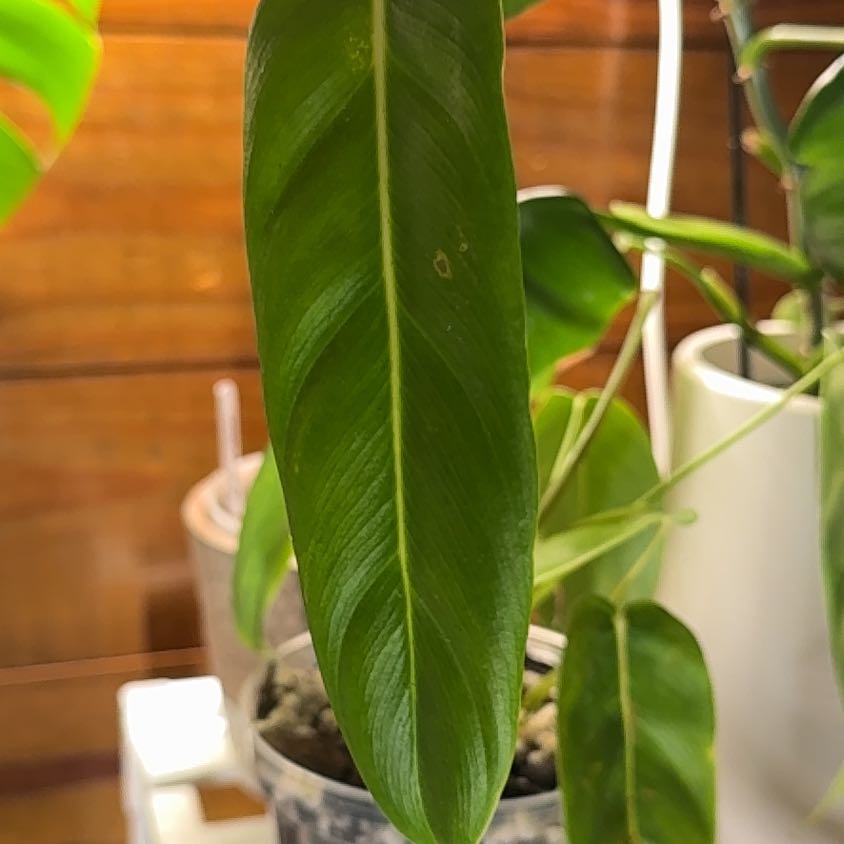 Photo of the plant species Philodendron patriciae by @BackupYuzu73 named Leaf Erickson on Greg, the plant care app