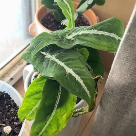 Photo of the plant species Arrowhead Vine by @BackupYuzu73 named Oscar on Greg, the plant care app