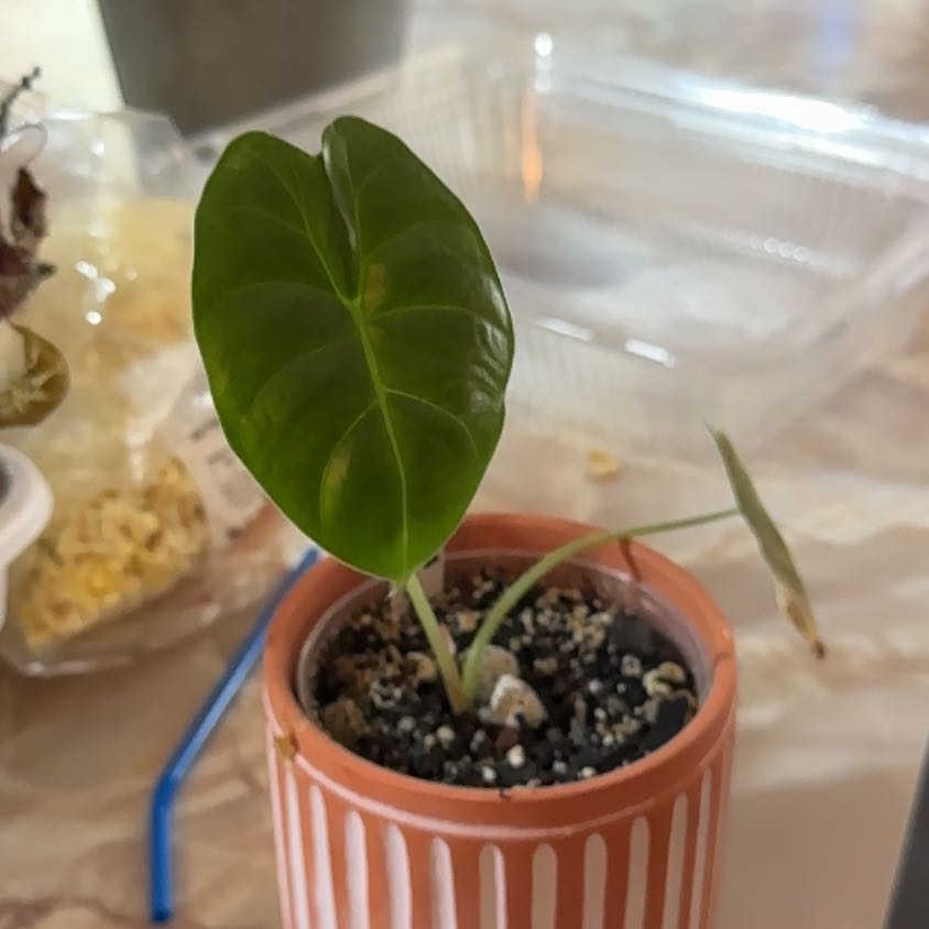 Photo of the plant species Alocasia Golden Bone by @BackupYuzu73 named Cleopatra on Greg, the plant care app
