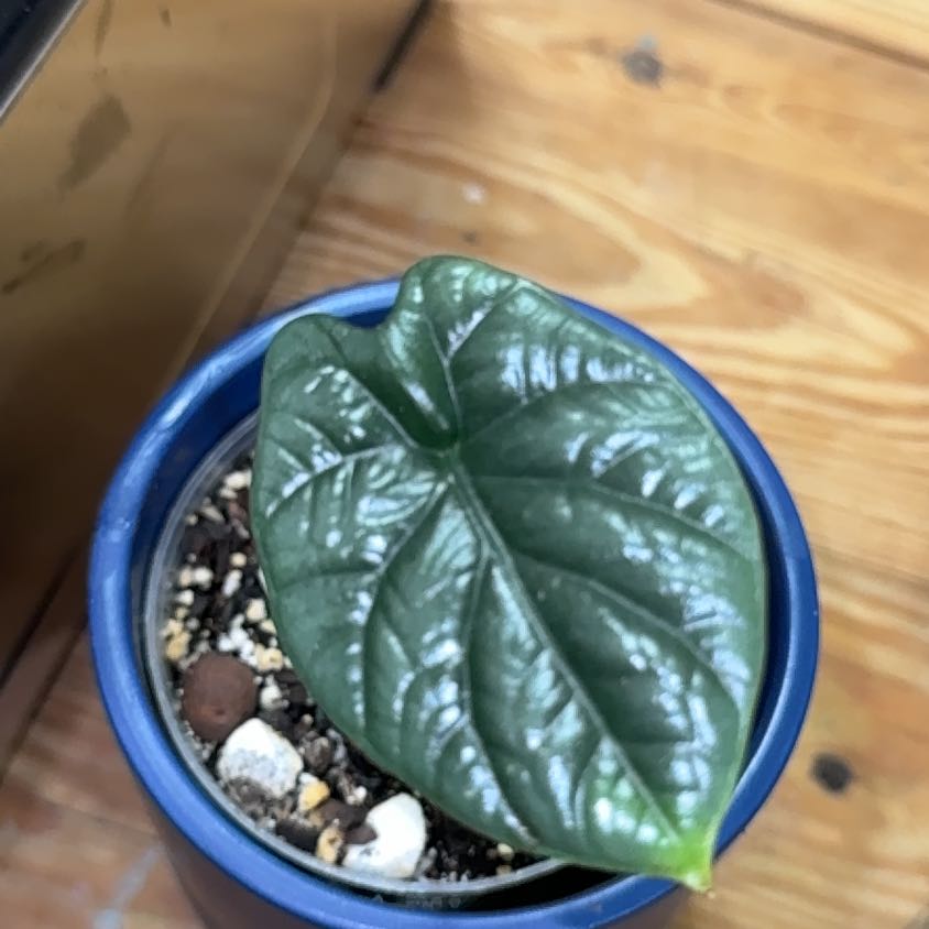 Photo of the plant species Alocasia by @BackupYuzu73 named Kesha on Greg, the plant care app