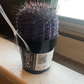 Photo of the plant species Kosmic Cactus by @MeekEspostoa20 named Lavender on Greg, the plant care app