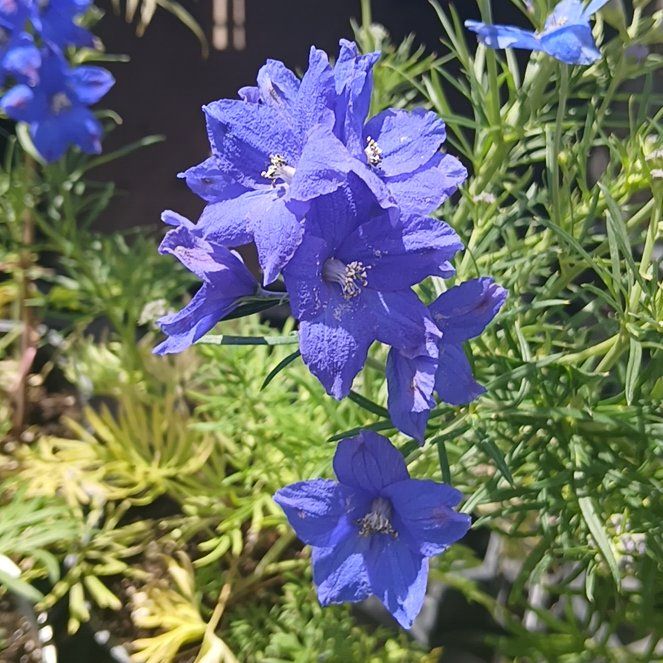 Photo of the plant species Siberian Larkspur by @GenteelKawaka71 named Peter Parker on Greg, the plant care app