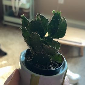 Photo of the plant species Argentine Opuntia by @PetLuscious92 named Cleopatra on Greg, the plant care app