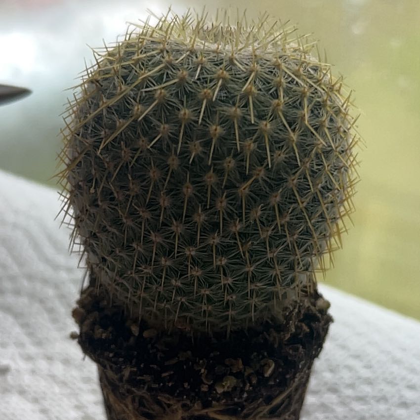 Photo of the plant species Golden Pincushion Cactus by @ModestRimu91 named Acantha on Greg, the plant care app