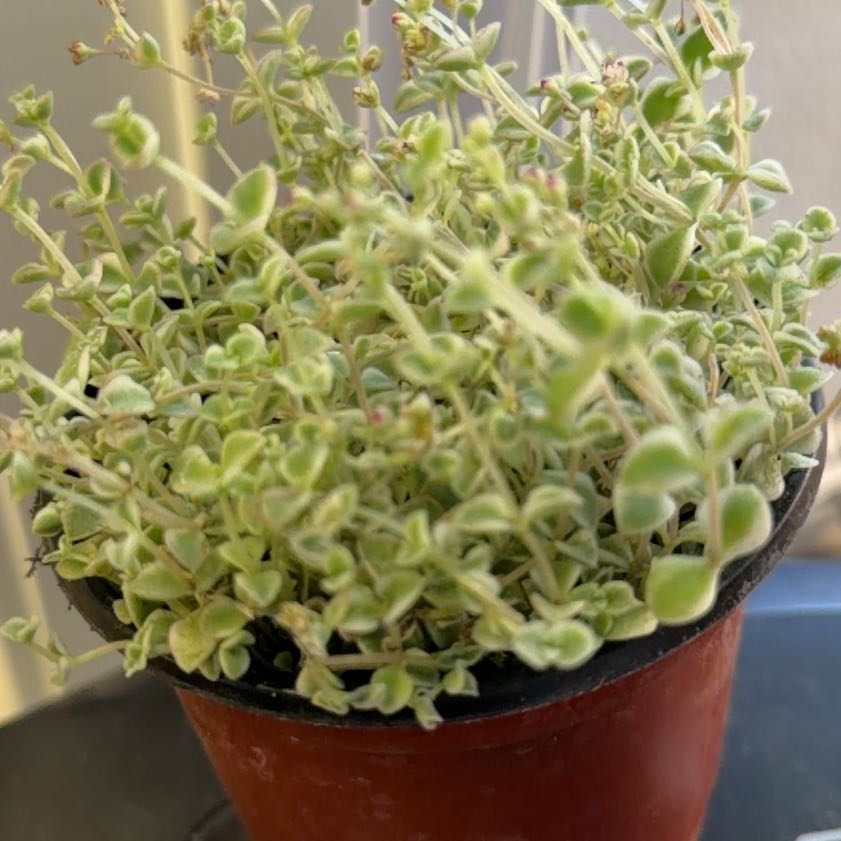 Photo of the plant species Sedum 'Little Missy' by @ZealRubyball10 named Khaleesi on Greg, the plant care app