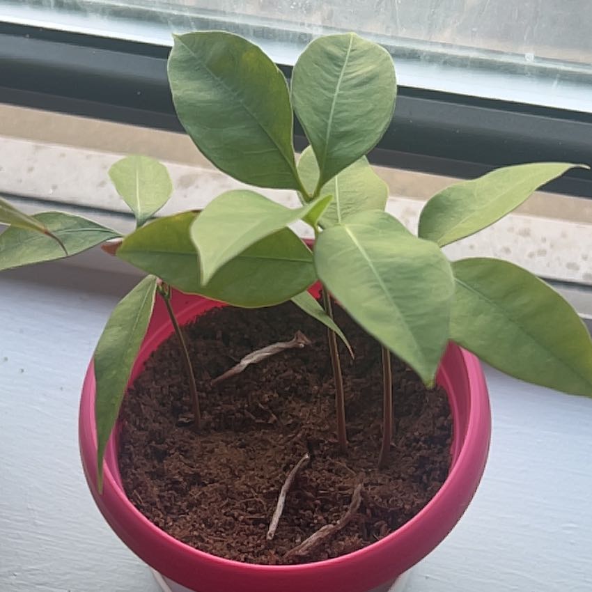 Photo of the plant species Lychee by @KeyNeslia74 named Robert Plant on Greg, the plant care app