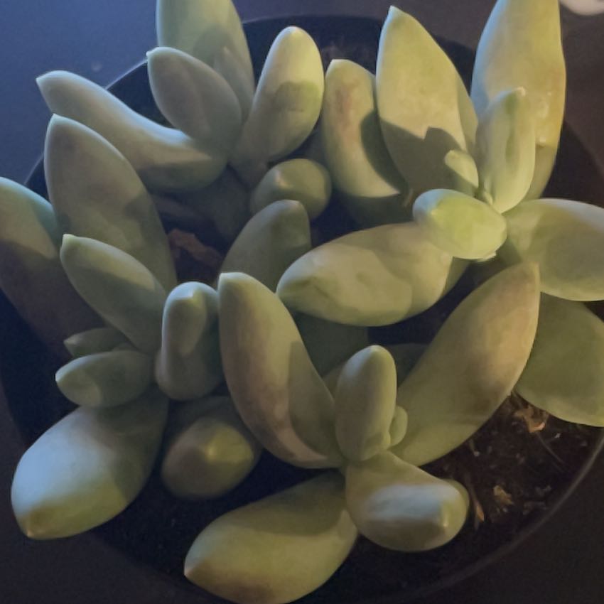 Photo of the plant species Silver Bracts by @PrizePilea7 named Anne on Greg, the plant care app