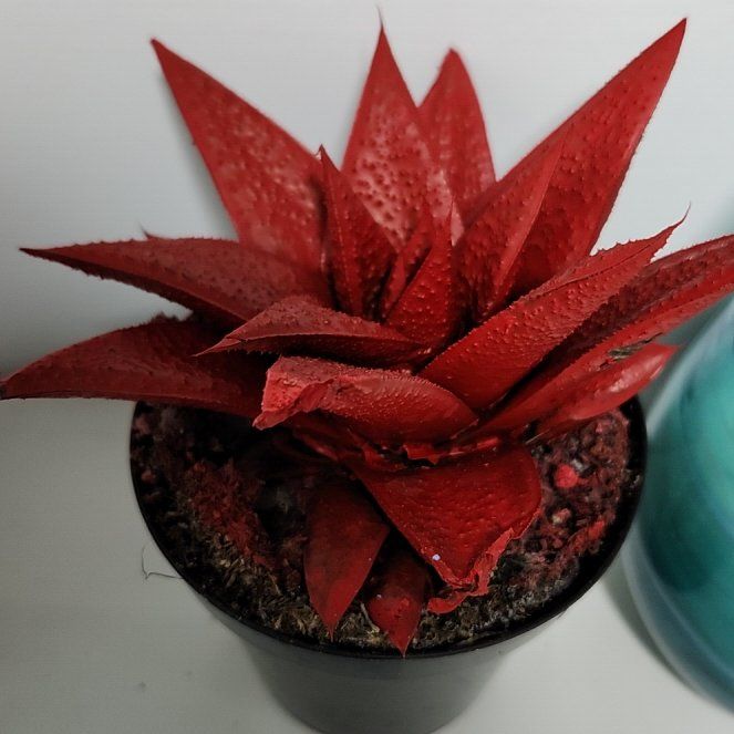 Photo of the plant species Kosmik Kaktus-a Asst by @FunSmellfox2 named Wall-E on Greg, the plant care app