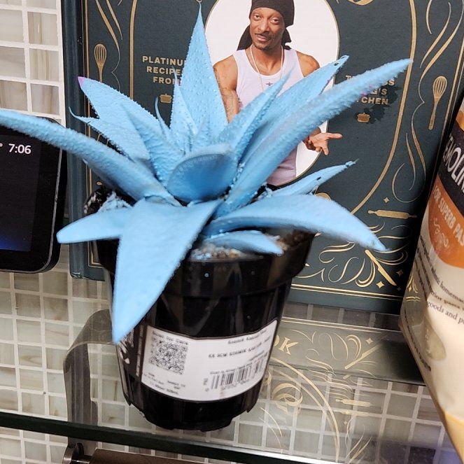 Photo of the plant species Kosmik Kaktus Asst. by @FunSmellfox2 named Willow on Greg, the plant care app