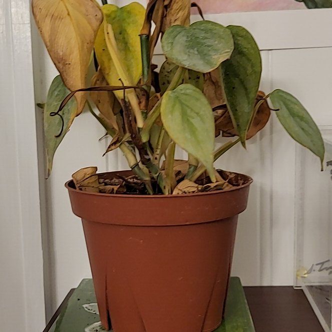 Photo of the plant species Philodendron sodiroi by @WarmChosmo97 named Osmo on Greg, the plant care app