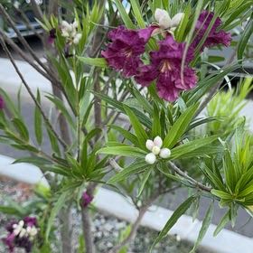 Photo of the plant species Desert Willow by @BriskRosea56 named Oscar on Greg, the plant care app