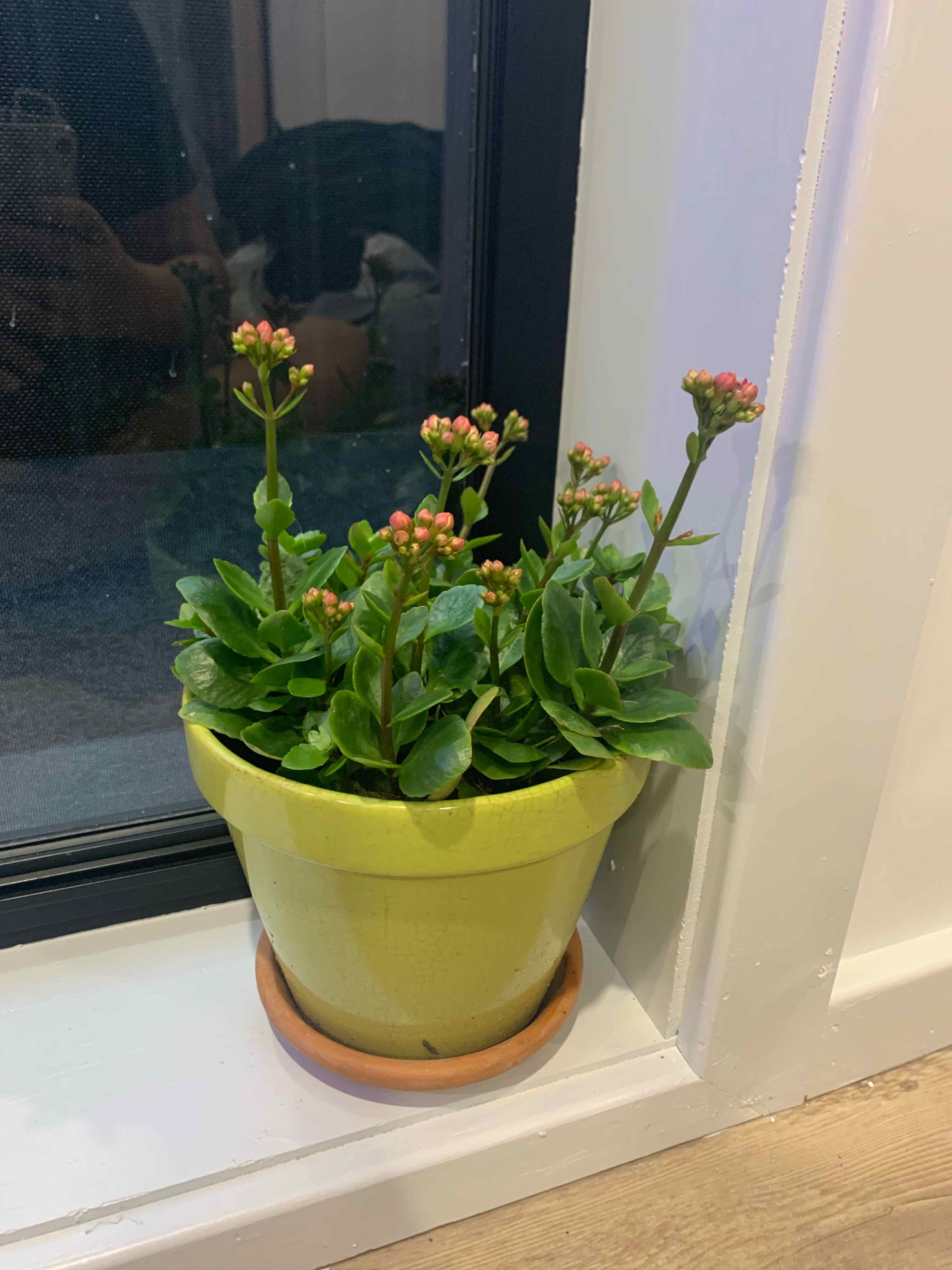 Florist Kalanchoe plant photo by @Noah.moe named Tuatha on Greg, the plant care app.