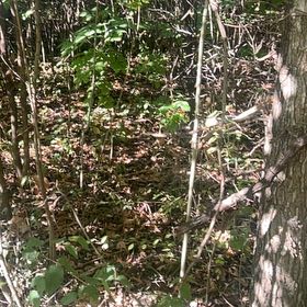 Photo of the plant species Switchcane by @KeenJacaranda42 named LiloStitch on Greg, the plant care app