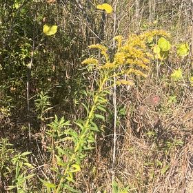 Photo of the plant species Rough Canada Goldenrod by @KeenJacaranda42 named Anne on Greg, the plant care app