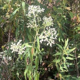 Photo of the plant species White Crownbeard by @KeenJacaranda42 named Fernie Mercury on Greg, the plant care app
