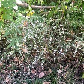 Photo of the plant species Heath Aster by @KeenJacaranda42 named Forrest on Greg, the plant care app