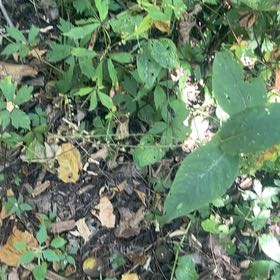 Photo of the plant species Virginia Knotweed by @KeenJacaranda42 named Zeus on Greg, the plant care app