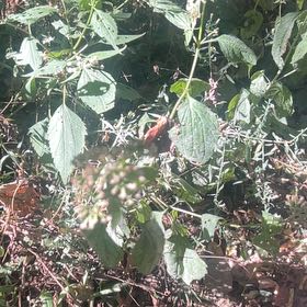 Photo of the plant species Richweed by @KeenJacaranda42 named Coco on Greg, the plant care app